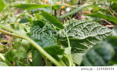 Very fresh dark green color leaf texture background. Very fresh dark green color leaf texture background. 124486434