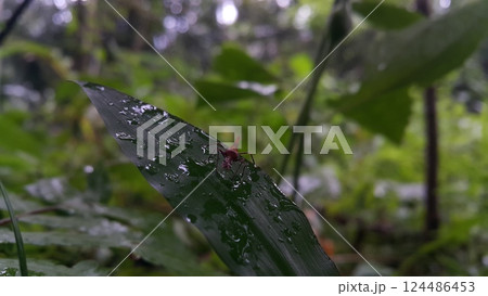 The grasshopper Acrida cinerea is still a small brown color on the plants. Photo shot on the mountain. 124486453