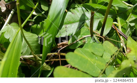 Salticus sceneryus or spider jumping on the leaves. Salticus sceneryus or spider jumping on the leaves. 124486455
