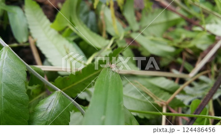 Salticus sceneryus or spider jumping on the leaves. 124486456