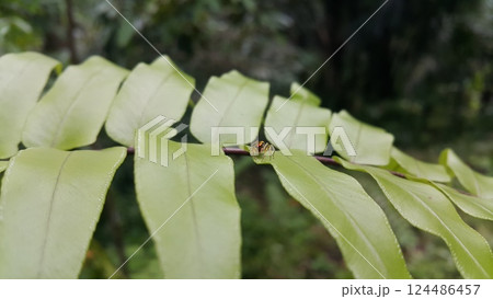 Salticus sceneryus or spider jumping on the leaves. Salticus sceneryus or spider jumping on the leaves. 124486457
