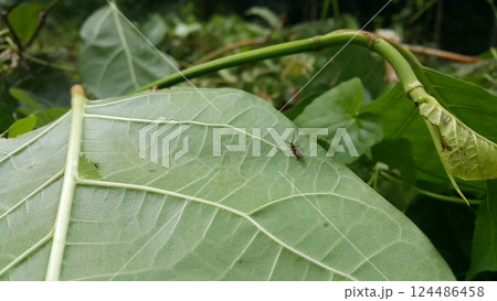 Photo of a small winged insect perched on a leaf. Photo of a small winged insect perched on a leaf. 124486458