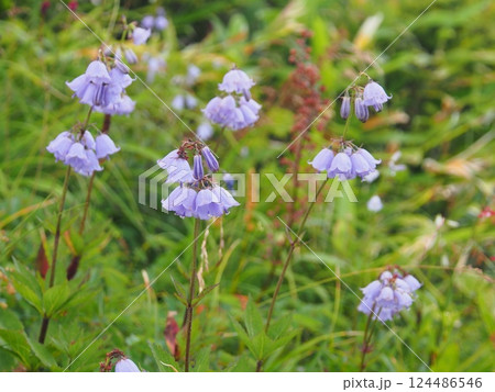 八方尾根のハクサンシャジン 八方尾根のハクサンシャジン 124486546