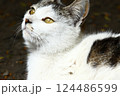 猫の目 124486599