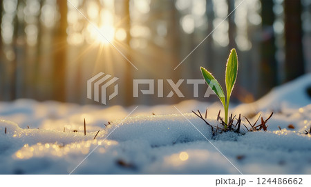 雪の中から芽吹く若葉と朝日 124486662