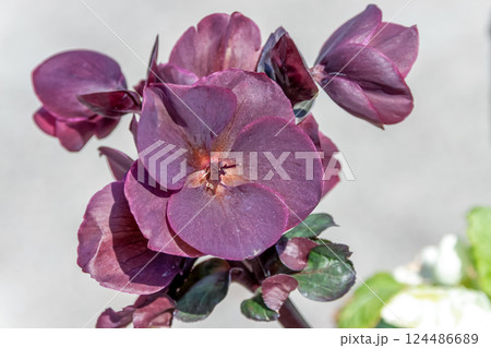 クリスマス・ローズ （ピンク・フロスト）【キンポウゲ科】 124486689