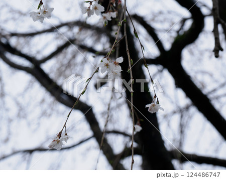 雨に濡れる桜のつぼみと花｜静けさに包まれた春の枝先 124486747
