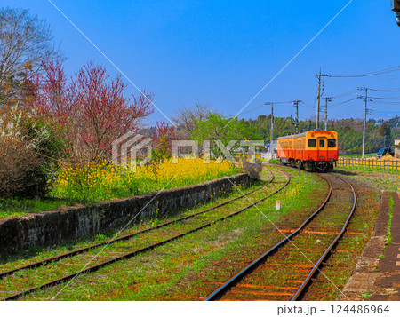 春の小湊鉄道上総鶴舞駅の菜の花 春の小湊鉄道上総鶴舞駅の菜の花 124486964