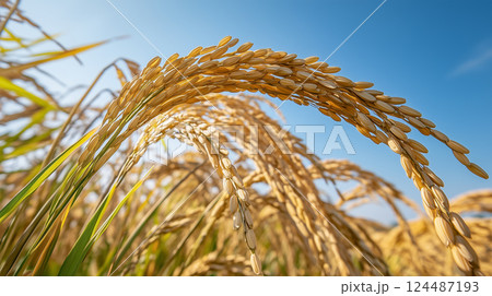 青空の下に広がる稲穂の風景を見上げる構図 青空の下に広がる稲穂の風景を見上げる構図 124487193