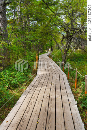 戦場ヶ原自然研究路 （栃木県日光市） 124487306