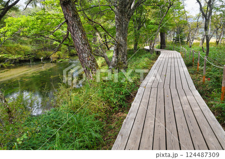 戦場ヶ原自然研究路 （栃木県日光市） 124487309