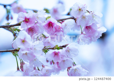 開花したばかりの桜 開花したばかりの桜 124487400