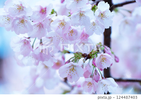 開花したばかりの桜 開花したばかりの桜 124487403