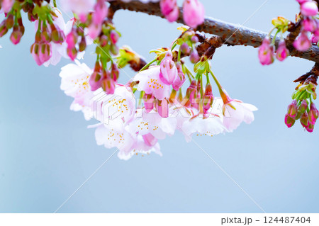 開花したばかりの桜 124487404