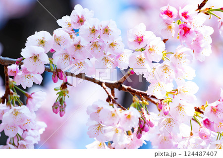 開花したばかりの桜 開花したばかりの桜 124487407
