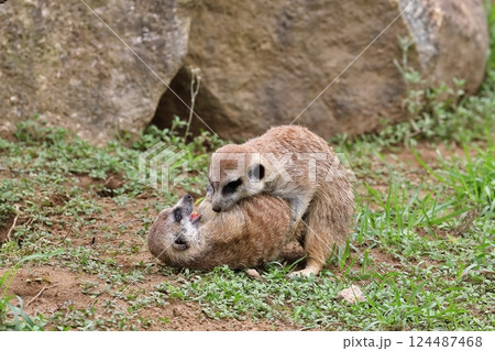 草の上でじゃれ合う二匹のミーアキャット 草の上でじゃれ合う二匹のミーアキャット 124487468
