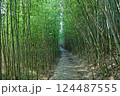 鎌倉山の竹林 124487555