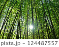 竹林の光 124487557
