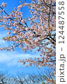 桜咲く青空 124487558