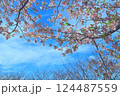 桜の青空 124487559