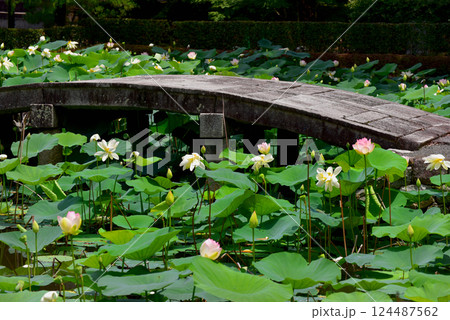 京都　東福寺の放生池 124487562