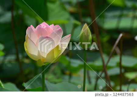開きかけの蓮の花 開きかけの蓮の花 124487563