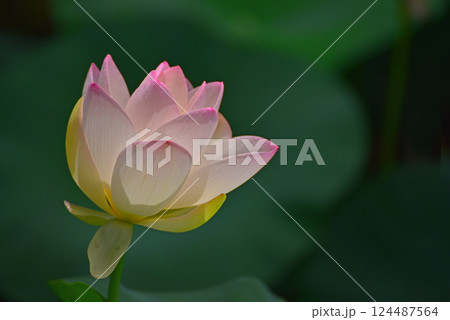 蓮の花のある風景 蓮の花のある風景 124487564