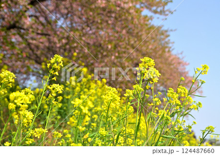 埼玉県深谷市榛の森（はんのもり）公園の美しい河津桜 124487660