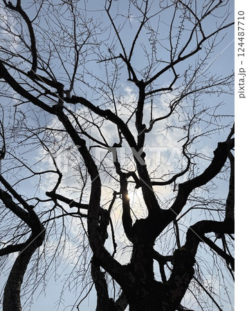 蕾の枝垂れ桜（シルエット） 124487710