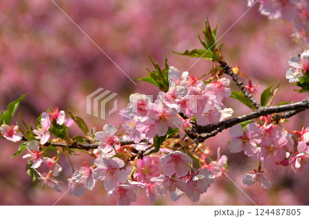 埼玉県深谷市榛の森（はんのもり）公園の美しい河津桜 124487805