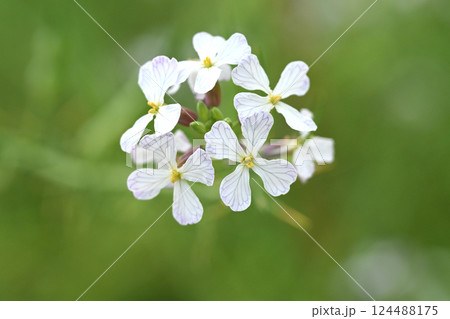 ダイコンの花 (Japanese radish) 124488175