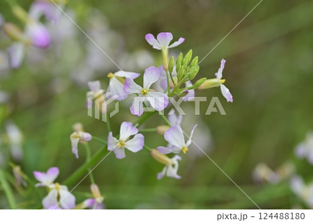 ダイコンの花 (Japanese radish) 124488180