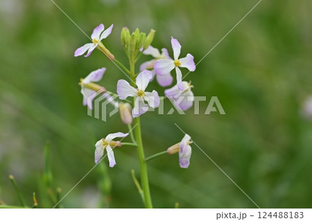 ダイコンの花 (Japanese radish) ダイコンの花 (Japanese radish) 124488183