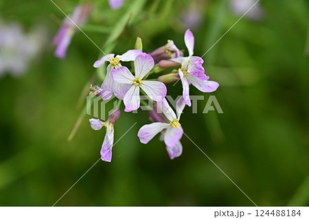 ダイコンの花 (Japanese radish) ダイコンの花 (Japanese radish) 124488184