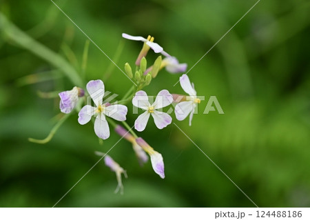 ダイコンの花 (Japanese radish) ダイコンの花 (Japanese radish) 124488186