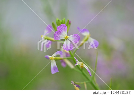 ダイコンの花 (Japanese radish) ダイコンの花 (Japanese radish) 124488187