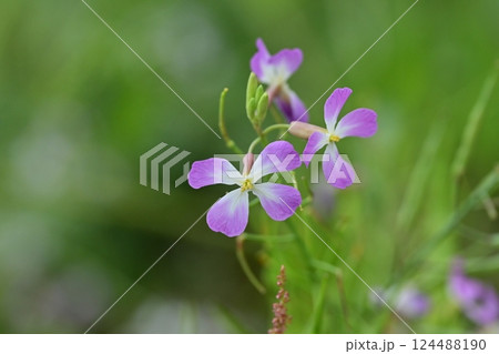 ダイコンの花 (Japanese radish) 124488190
