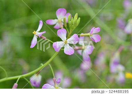 ダイコンの花 (Japanese radish) 124488195