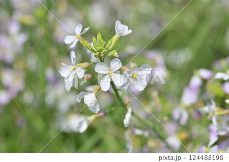 ダイコンの花 (Japanese radish) ダイコンの花 (Japanese radish) 124488198