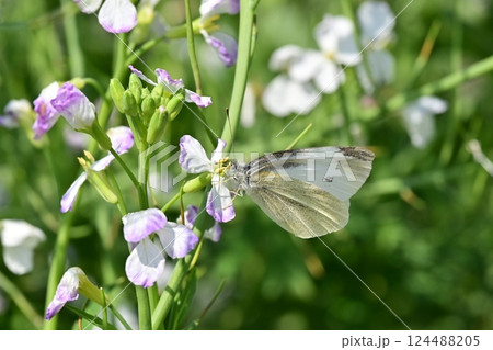 ダイコンの花 (Japanese radish) 124488205