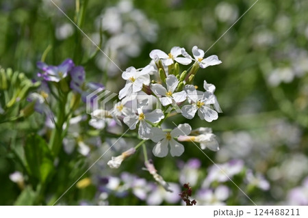 ダイコンの花 (Japanese radish) 124488211