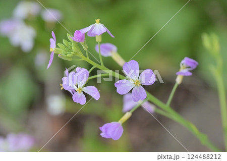 ダイコンの花 (Japanese radish) ダイコンの花 (Japanese radish) 124488212