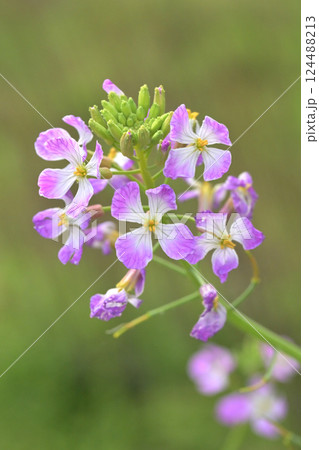 ダイコンの花 (Japanese radish) ダイコンの花 (Japanese radish) 124488213