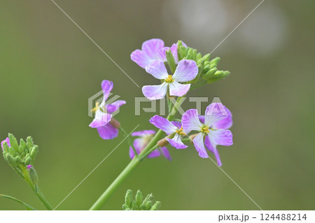 ダイコンの花 (Japanese radish) ダイコンの花 (Japanese radish) 124488214