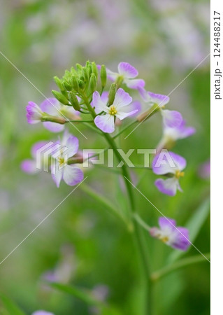 ダイコンの花 (Japanese radish) ダイコンの花 (Japanese radish) 124488217