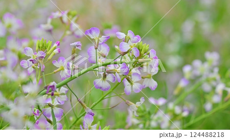 ダイコンの花 (Japanese radish) ダイコンの花 (Japanese radish) 124488218
