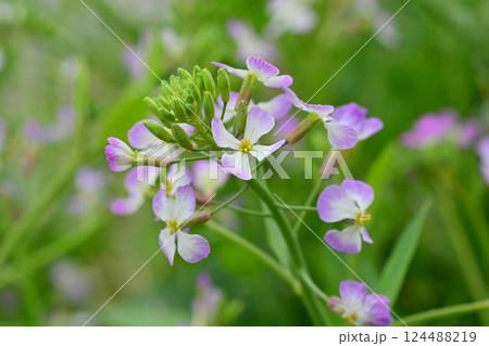 ダイコンの花 (Japanese radish) ダイコンの花 (Japanese radish) 124488219