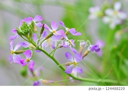 ダイコンの花 (Japanese radish) ダイコンの花 (Japanese radish) 124488220