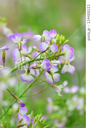 ダイコンの花 (Japanese radish) 124488221