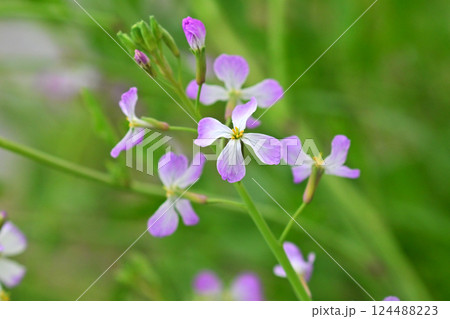ダイコンの花 (Japanese radish) 124488223